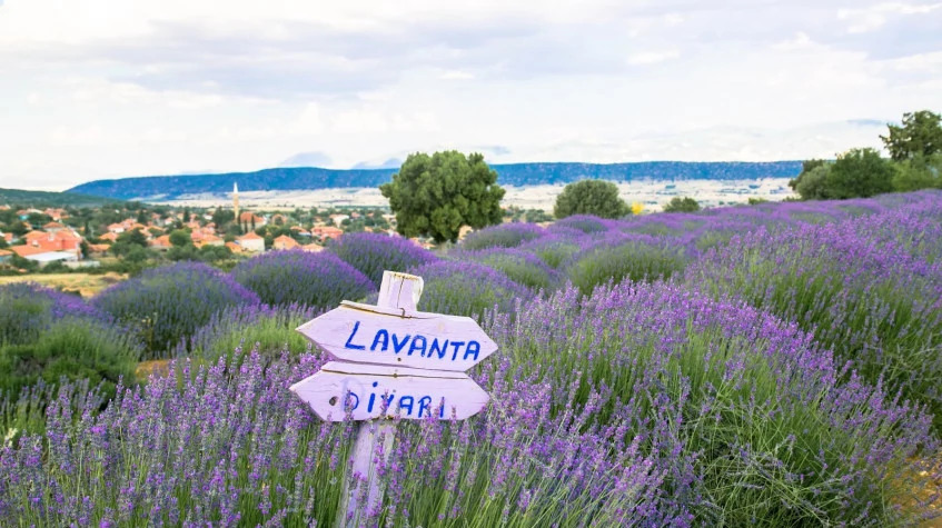 Daily Isparta Lavender Fields Tour from Burdur