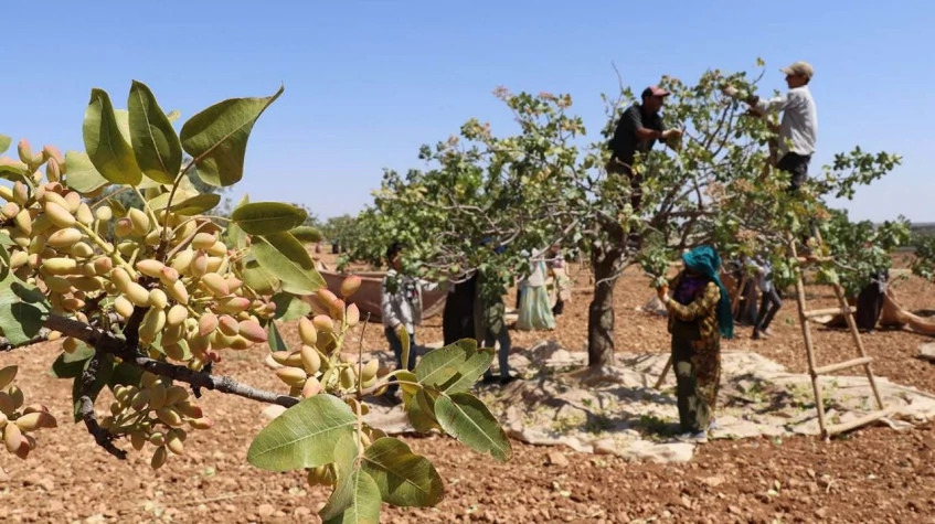 4 Days Gather Your Own Pistachio Eco Tour