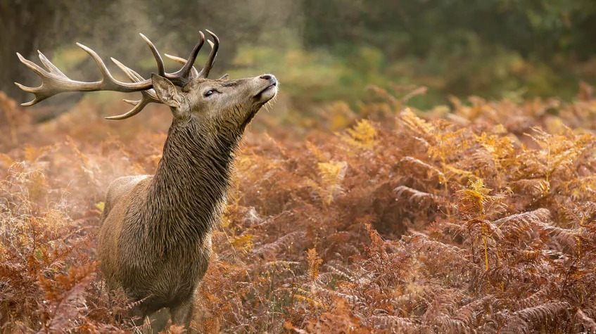 5 Days Hunting Red Stag Package Ankara Tour