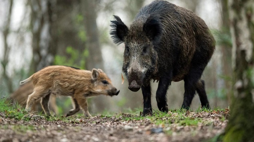 4 Days Hunting Wild Boar Package Antalya